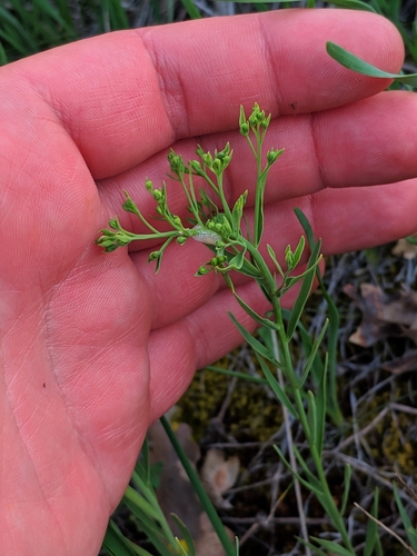 ľanolistník prostredný (Thesium linophyllon)