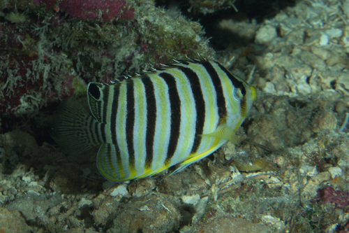 Barred angelfish (Paracentropyge multifasciata) — Pomacanthidae