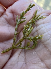 Arceuthobium vaginatum