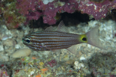 Cheilodipterus artus