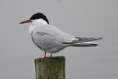 Sterna hirundo