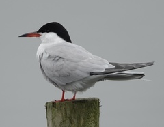 Sterna hirundo