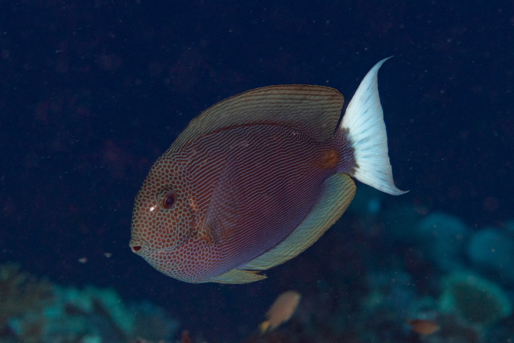 Bluelined surgeonfish (Acanthurus nubilus) — Acanthuridae
