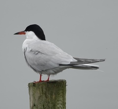 Sterna hirundo