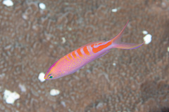 Pyronotanthias lori