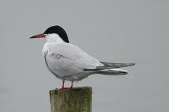 Sterna hirundo