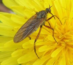 Empis opaca