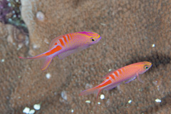 Pyronotanthias lori
