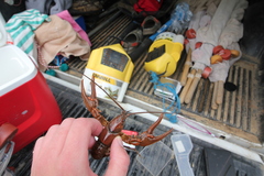 Cambarus appalachiensis