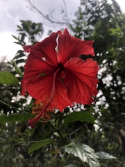 Hibiscus