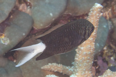 Chromis xanthura