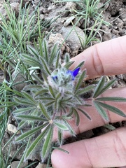 Lupinus pusillus