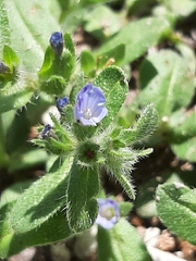 Echium parviflorum
