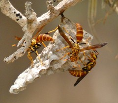 Polistes cubensis