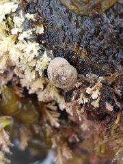 Margarites olivaceus marginatus