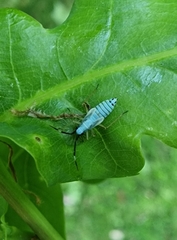 Cyllecoris histrionius