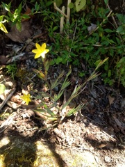 Sisyrinchium anarosae