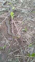 Thamnophis sirtalis pallidulus
