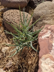 Asclepias brachystephana