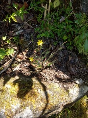 Sisyrinchium anarosae