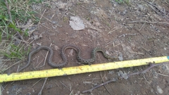 Thamnophis sirtalis pallidulus