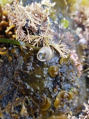 Margarites olivaceus marginatus