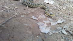 Thamnophis sirtalis pallidulus