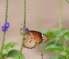 Danaus chrysippus