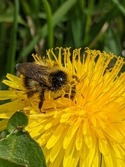 Bombus frigidus