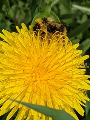 Bombus frigidus