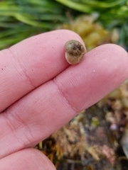 Margarites olivaceus marginatus