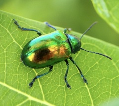 Chrysochus auratus