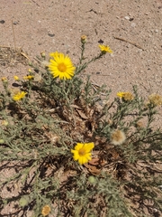 Xanthisma spinulosum