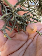 Walshomyia juniperina