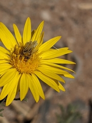 Xanthisma spinulosum