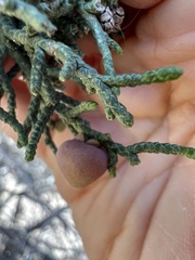 Walshomyia juniperina