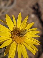 Xanthisma spinulosum