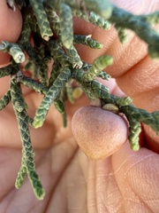 Walshomyia juniperina