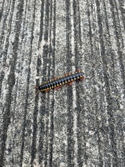 Asiomorpha coarctata