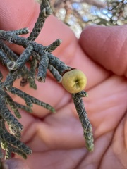 Walshomyia juniperina