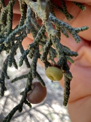 Walshomyia juniperina