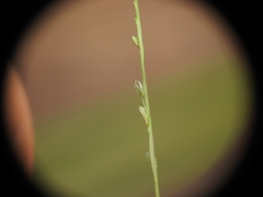 Digitaria parviflora