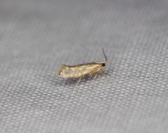 Argyresthia freyella