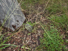 Digitaria parviflora