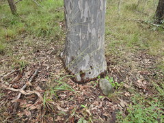 Digitaria parviflora