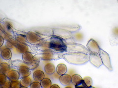 Gymnosporangium clavariiforme