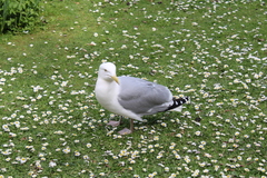 Larus argentatus