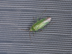 Orthotylus marginalis