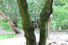 Sciurus carolinensis