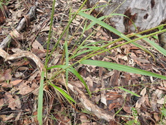 Digitaria parviflora